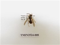 藏品(阿里山黃胡蜂)的圖片